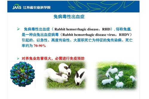 新型兔瘟2型研究進展 農業科學研究的挑戰與突破